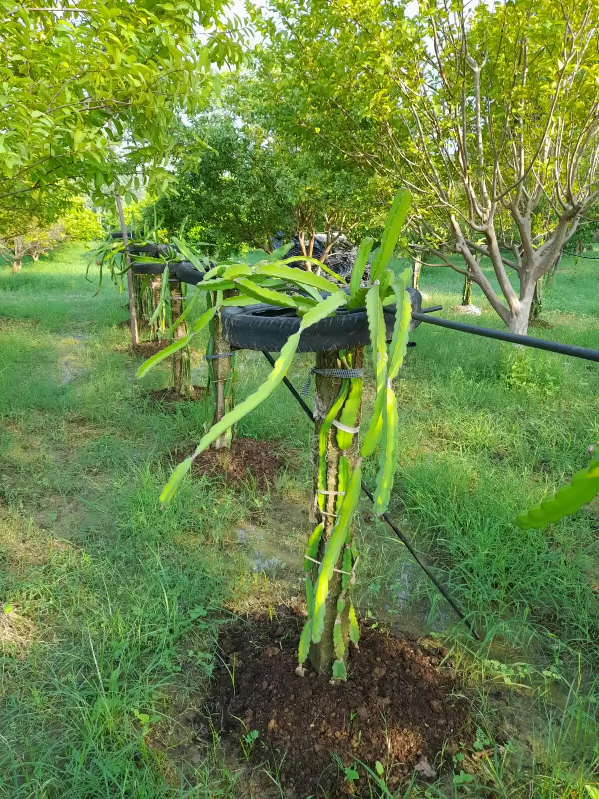 विदेशी ड्रैगन फ्रूट की खेती से किसान बनेंगे आत्मनिर्भर