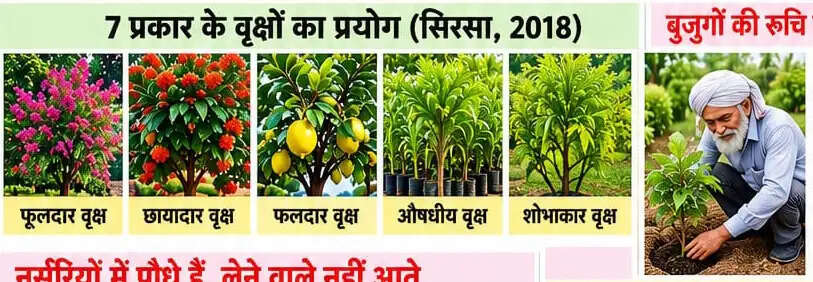 40 साल पुराने नींबू के वृक्ष से तैयार करवाए एक हजार पौधे, वृक्षारोपण का अनूठा प्रयोग बना मिसाल