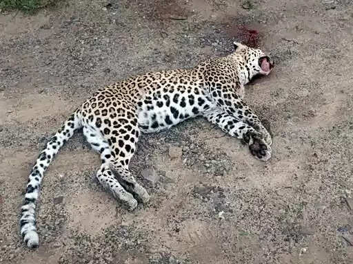 &nbsp;&nbsp;फरीदाबाद में वाहन की टक्कर से हुई तेंदुए की मौत