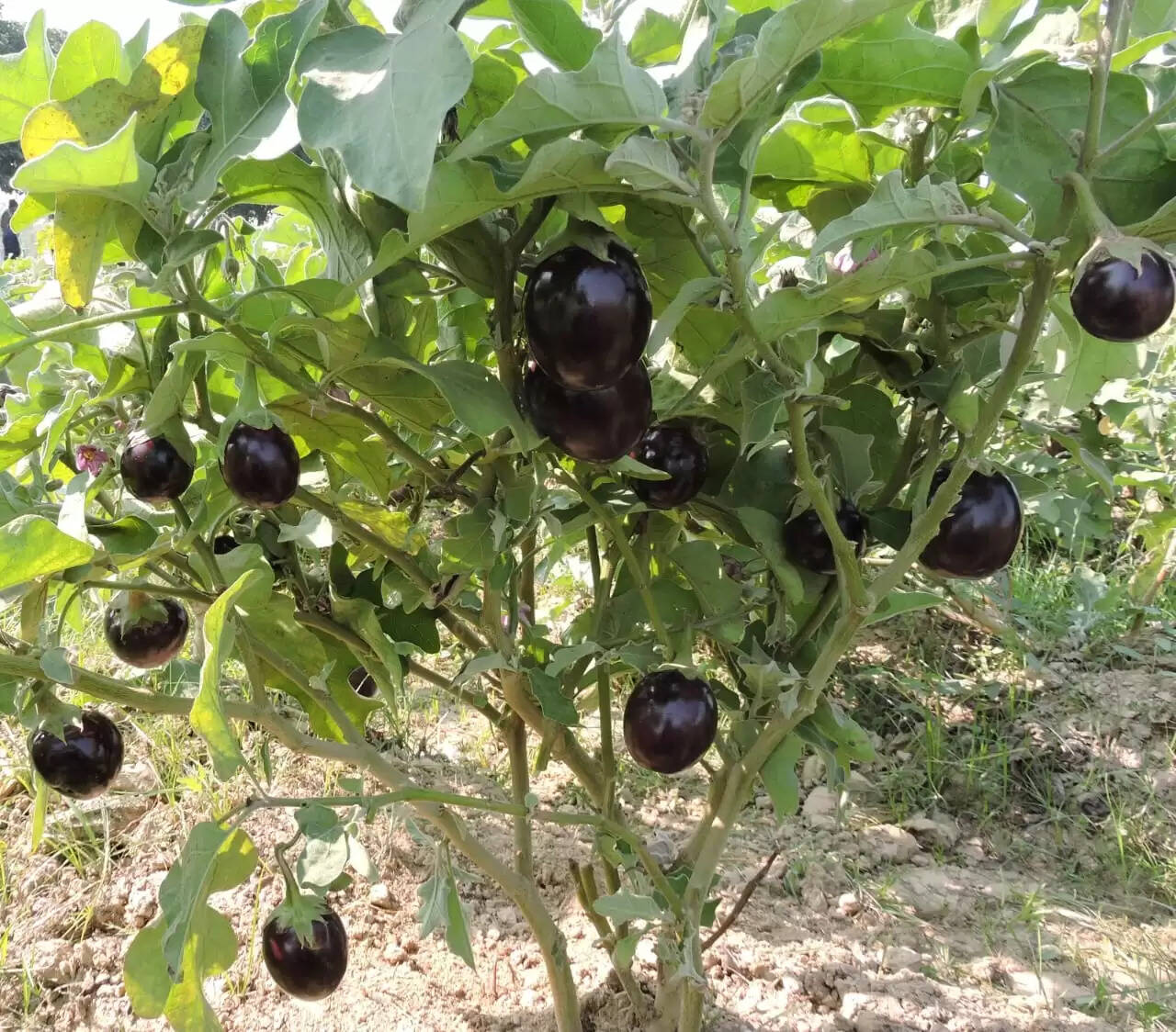 भारतीय सब्जी अनुसंधान संस्थान वाराणसी की सब्जियों की 28 नई किस्में गजट में शामिल